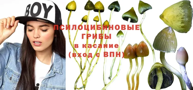 Галлюциногенные грибы Psilocybine cubensis  Бор 